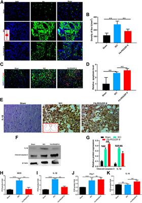 Corrigendum: Therapy of spinal cord injury by folic acid polyethylene glycol amine-modified zeolitic imidazole framework-8 nanoparticles targeted activated M/Ms